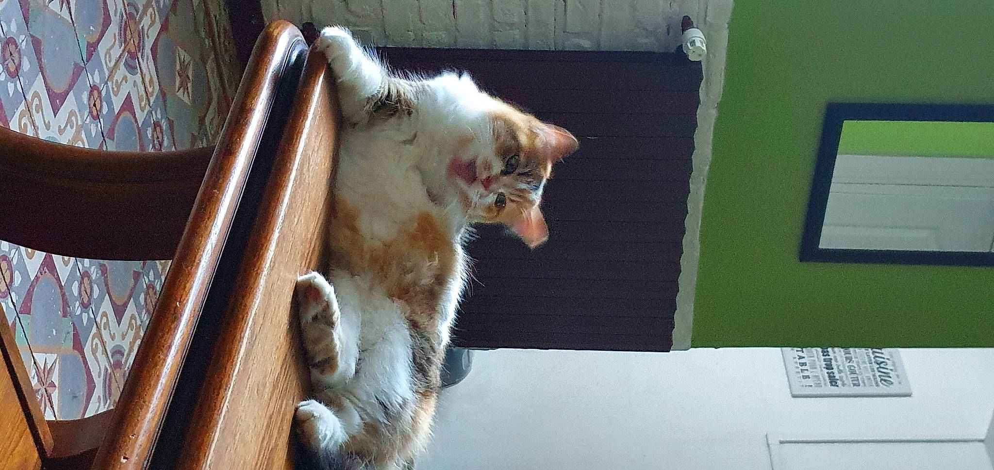 Sushi participe au concours pour gagner de l'argent avec cette photo : animal_shelter, canidae, carnivore, cat, claw, domestic_short_haired_cat, fawn, felidae, fur, paw, small_to_medium_sized_cats, snout, tail, whiskers, window