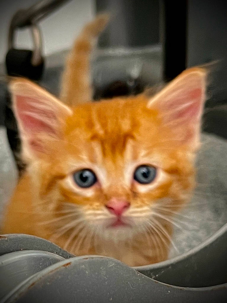 Kitties is registered to the contest to win money with this photo: carnivore, cat, cat_supply, claw, domestic_short_haired_cat, eye, fawn, felidae, fur, paw, photo_caption, small_to_medium_sized_cats, snout, surprised, tail, terrestrial_animal, whiskers, wildlife, window, wood