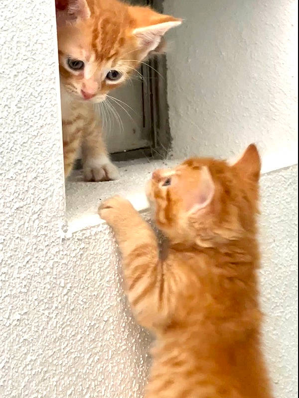 Kitties joined the competition — help win amazing prizes! carnivore, cat, claw, domestic_short_haired_cat, fawn, felidae, flooring, foot, fur, paw, photo_caption, photography, small_to_medium_sized_cats, snapshot, snout, tail, whiskers, window, wood