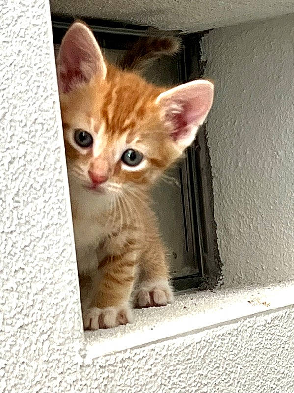 Kitties is registered to the contest to win money with this photo: carnivore, cat, claw, curious, domestic_short_haired_cat, fawn, felidae, fur, paw, photo_caption, sitting, small_to_medium_sized_cats, snout, tail, terrestrial_animal, whiskers, wildlife, wood