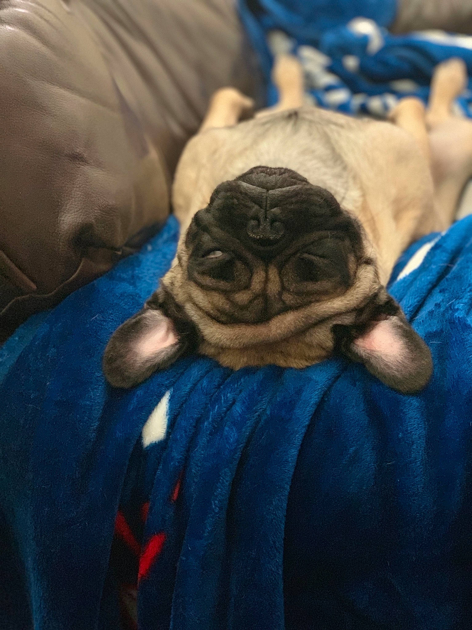 Chuy joined the competition — help win amazing prizes! blue, comfort, electric_blue, fur, gesture, grey, linens, plush, primate, purple, room, sleeve, stuffed_toy, textile, toy, wrinkle