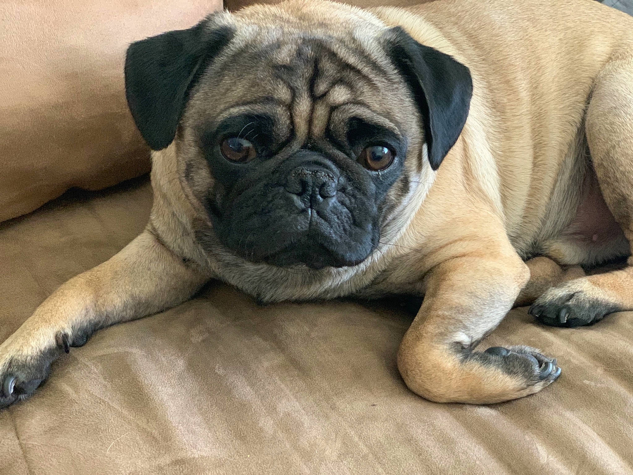 Chuy joined the competition — help win amazing prizes! ancient_dog_breeds, canidae, carnivore, companion_dog, dog, dog_breed, fawn, non_sporting_group, old_english_bulldog, paw, plant, pug, puppy, snout, sporting_group, terrestrial_animal, toy_dog, whiskers, wood, wrinkle