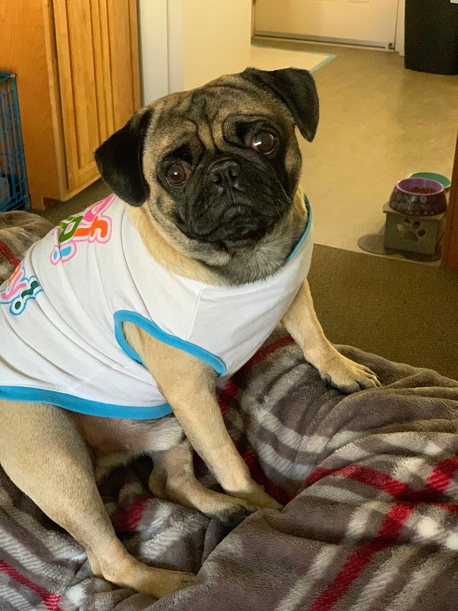Chuy joined the competition — help win amazing prizes! cabinetry, canidae, carnivore, comfort, companion_dog, dog, dog_breed, dog_clothes, dog_supply, fawn, fur, pet_supply, pug, puppy, snout, sporting_group, toy_dog, whiskers, working_animal, wrinkle