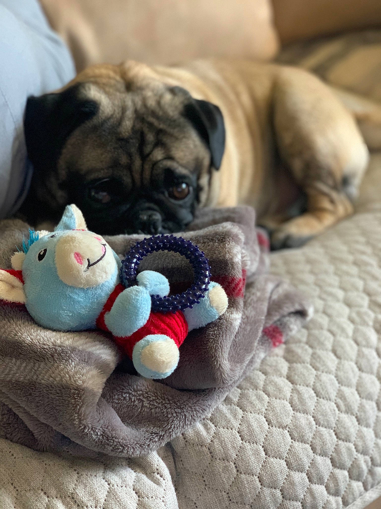 Chuy is registered to the contest to win money with this photo: carnivore, comfort, companion_dog, dog, dog_breed, dog_supply, fawn, foot, grey, linens, paw, pug, snout, stuffed_toy, tail, toy, toy_dog, whiskers, working_animal, wrinkle