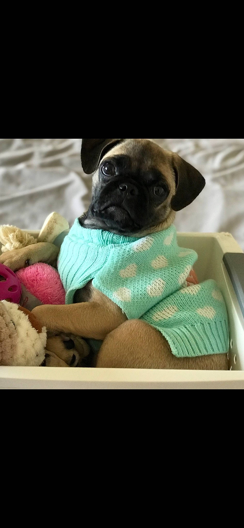 Lu Lu joined the competition — help win amazing prizes! canidae, carnivore, comfort, companion_dog, dog, dog_breed, dog_supply, fawn, linens, magenta, pet_supply, pug, snout, sporting_group, stuffed_toy, teddy_bear, toy, toy_dog, working_animal, wrinkle