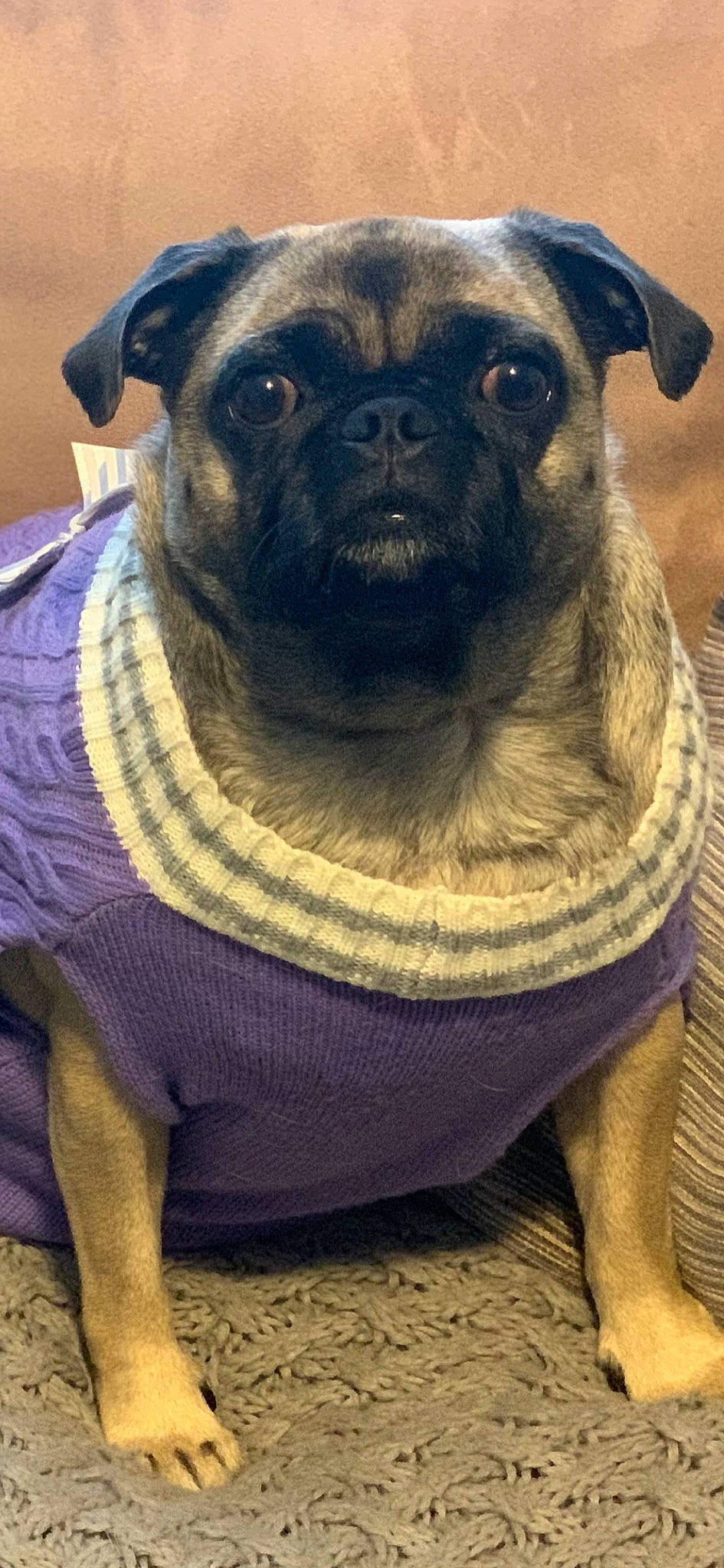 Lu Lu is registered to the contest to win money with this photo: ancient_dog_breeds, canidae, carnivore, companion_dog, dog, dog_breed, electric_blue, fawn, fur, grass, non_sporting_group, pug, purple, snout, sporting_group, terrestrial_animal, toy_dog, whiskers, working_animal, wrinkle