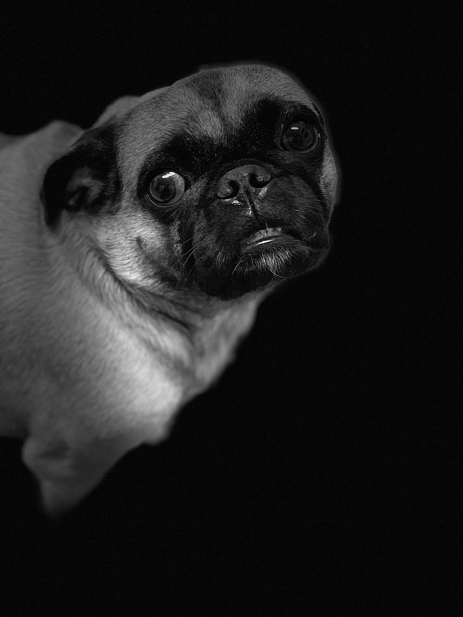 Lu Lu joined the competition — help win amazing prizes! carnivore, companion_dog, darkness, dog, dog_breed, electric_blue, eye, flash_photography, human_body, iris, macro_photography, monochrome_photography, pug, snout, sporting_group, terrestrial_animal, toy_dog, whiskers, working_animal, wrinkle