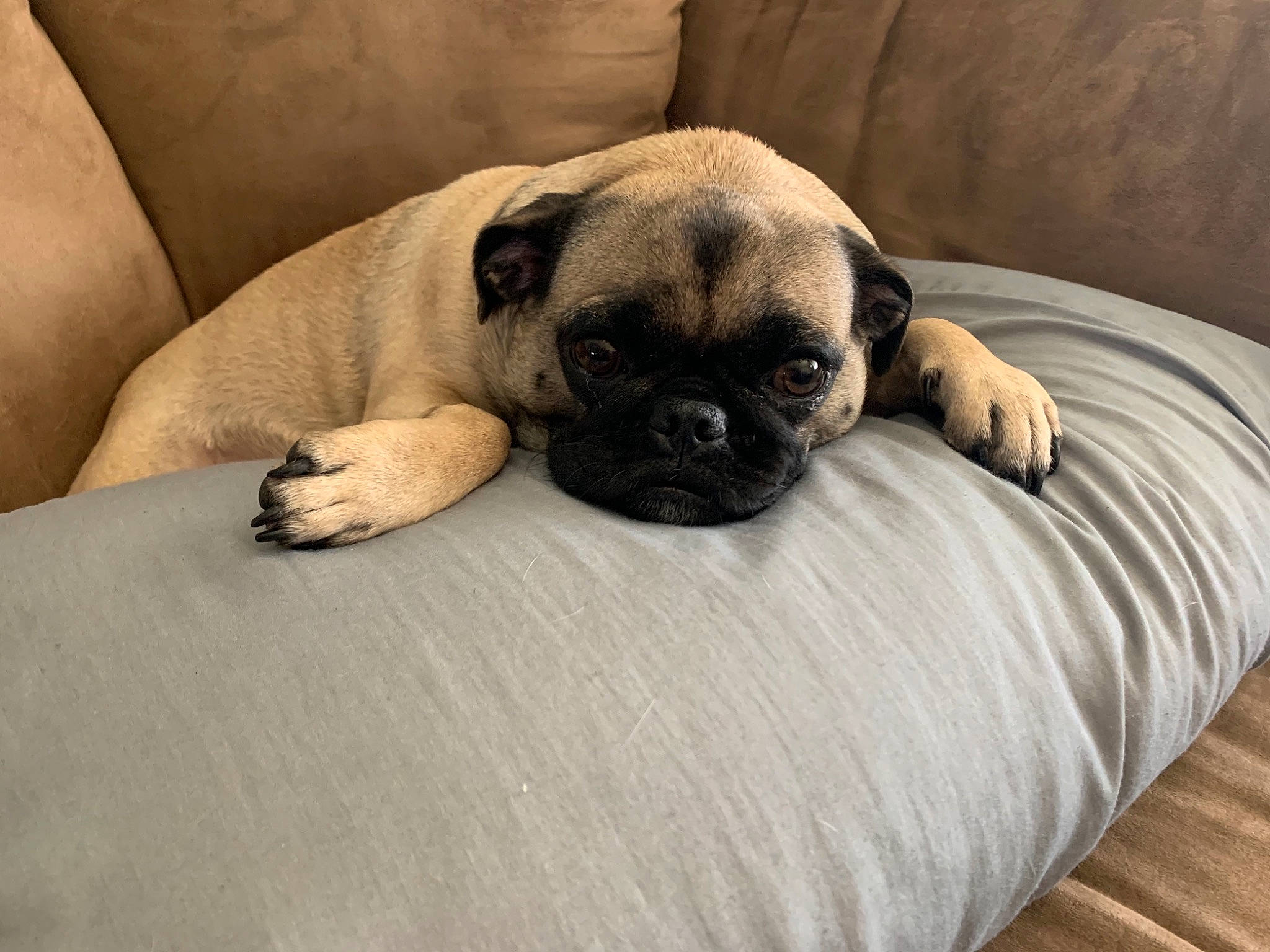 Lu Lu joined the competition — help win amazing prizes! bored, canidae, carnivore, comfort, companion_dog, dog, dog_breed, fawn, flooring, grey, hardwood, linens, pug, puppy_love, snout, sporting_group, toy_dog, wood, working_animal, wrinkle