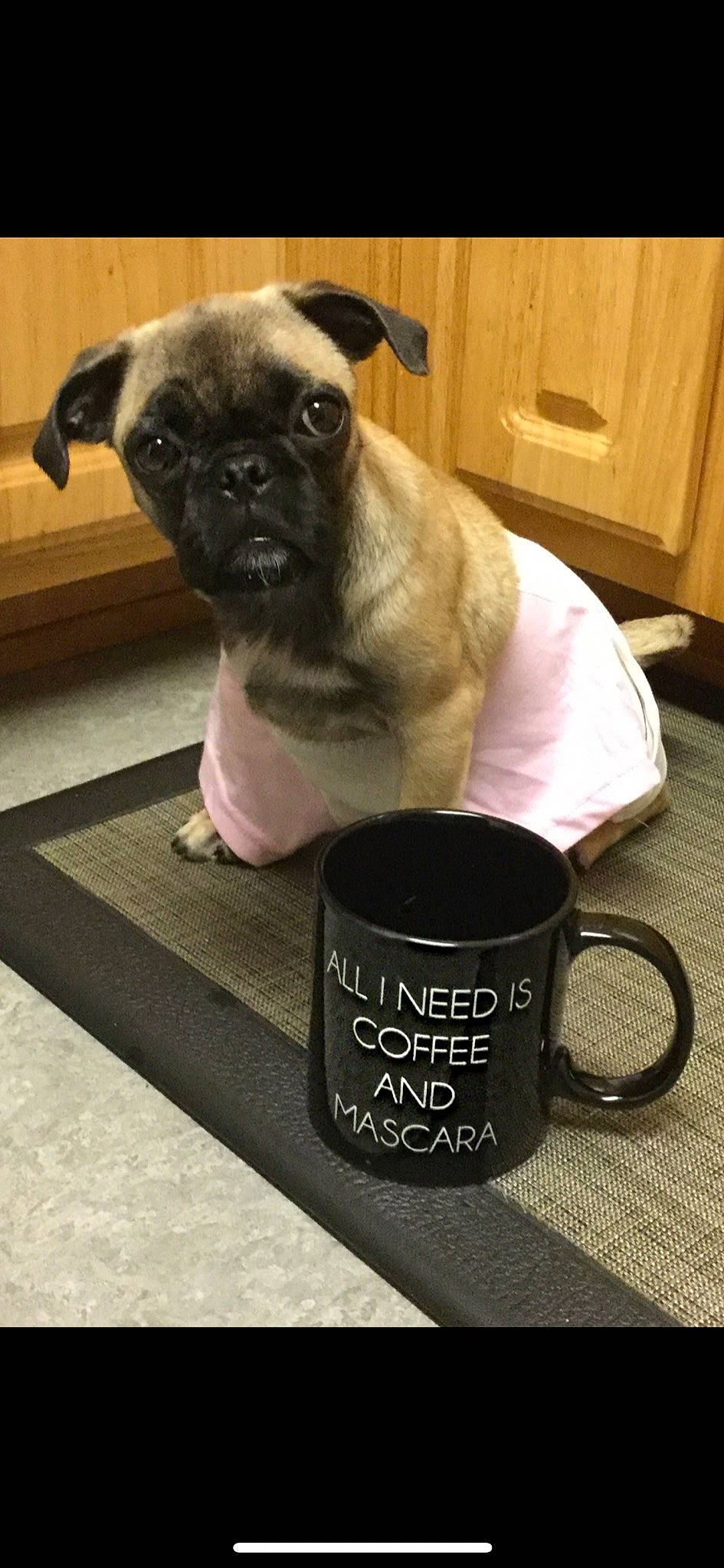 Lu Lu joined the competition — help win amazing prizes! cabinetry, carnivore, coffee_cup, companion_dog, cup, dishware, dog, dog_breed, drinkware, fawn, mug, pet_supply, pug, serveware, snout, sporting_group, tableware, toy_dog, whiskers, wrinkle