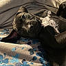 Onyx joined the competition — help win amazing prizes! animal, bed, black, blanket, closeup, comfort, cozy, cute, dog, ears, fabric, floral_pattern, fur, indoors, lying_down, pet, puppy, resting, soft_light, white_patch