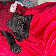 Onyx is registered to the contest to win money with this photo: animal, black_dog, blanket, closeup, cozy, cute, dog, domestic_animal, ears, fur, indoor, paw, pet, puppy, red_blanket, resting, sleepy, snuggling, soft_texture, young_dog