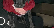 Onyx joined the competition — help win amazing prizes! animal, black_dog, blanket, clothing, cozy, cute, dark_background, dog, fur, hand, holding, holiday_sweater, indoor, person, pet, puppy, red_blanket, red_sweater, sitting, small_dog