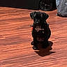 Onyx joined the competition — help win amazing prizes! animal, black_dog, canine, companion, cute, dark, dog, domestic_animal, floor, flooring, home, indoor, pet, puppy, quiet, shadow, sitting, small_dog, wooden_floor, young_dog