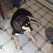 Two-face joined the competition — help win amazing prizes! animal, black_and_tan, brown_cloth, calm, canine, casual, chair, dog, floor, footwear, household, indoor, jeans, kitchen, paws, pet, plastic_bag, resting, seated_person, tile