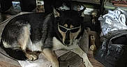 Two-face is registered to the contest to win money with this photo: accessory, animal, black_and_tan, bones, canine, cool, decor, dog, figurines, floor, home, indoor, lying_down, pet, pillow, relaxed, shelves, sunglasses, trophies, wooden_floor
