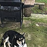Two-face is registered to the contest to win money with this photo: bench, black_and_white, canine, char_broil, concrete, container, dog, grass, greenery, grill, moss, nature, outdoor, patio, pet, relaxing, rustic, soil, tree_stump, yard