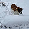 Dozer is registered to the contest to win money with this photo: animal, branch, brown, canine, cold, curious, dog, footprints, forest, frozen, landscape, log, mammal, nature, outdoor, pet, snow, tree, white, winter