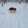 Dozer joined the competition — help win amazing prizes! animal, canine, cold, curious, daylight, dog, footprints, forest, nature, outdoor, pets, saint_bernard, scenery, snow, snowy_path, trail, trees, wildlife, winter, woods