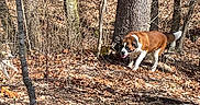 Dozer is registered to the contest to win money with this photo: animal, autumn, bark, brown, canine, daylight, dog, forest, ground, leaves, nature, outdoor, pet, saint_bernard, sunlight, trees, trunk, walking, white, woods