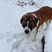 Dozer is registered to the contest to win money with this photo: animal, background, black, brown, canine, cold, dog, frozen, fur, landscape, nature, outdoor, pet, plants, quiet, saint_bernard, snow, snowflakes, white, winter