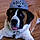 Dozer