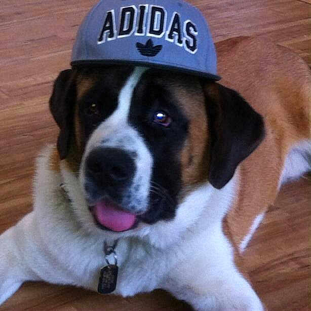 Dozer