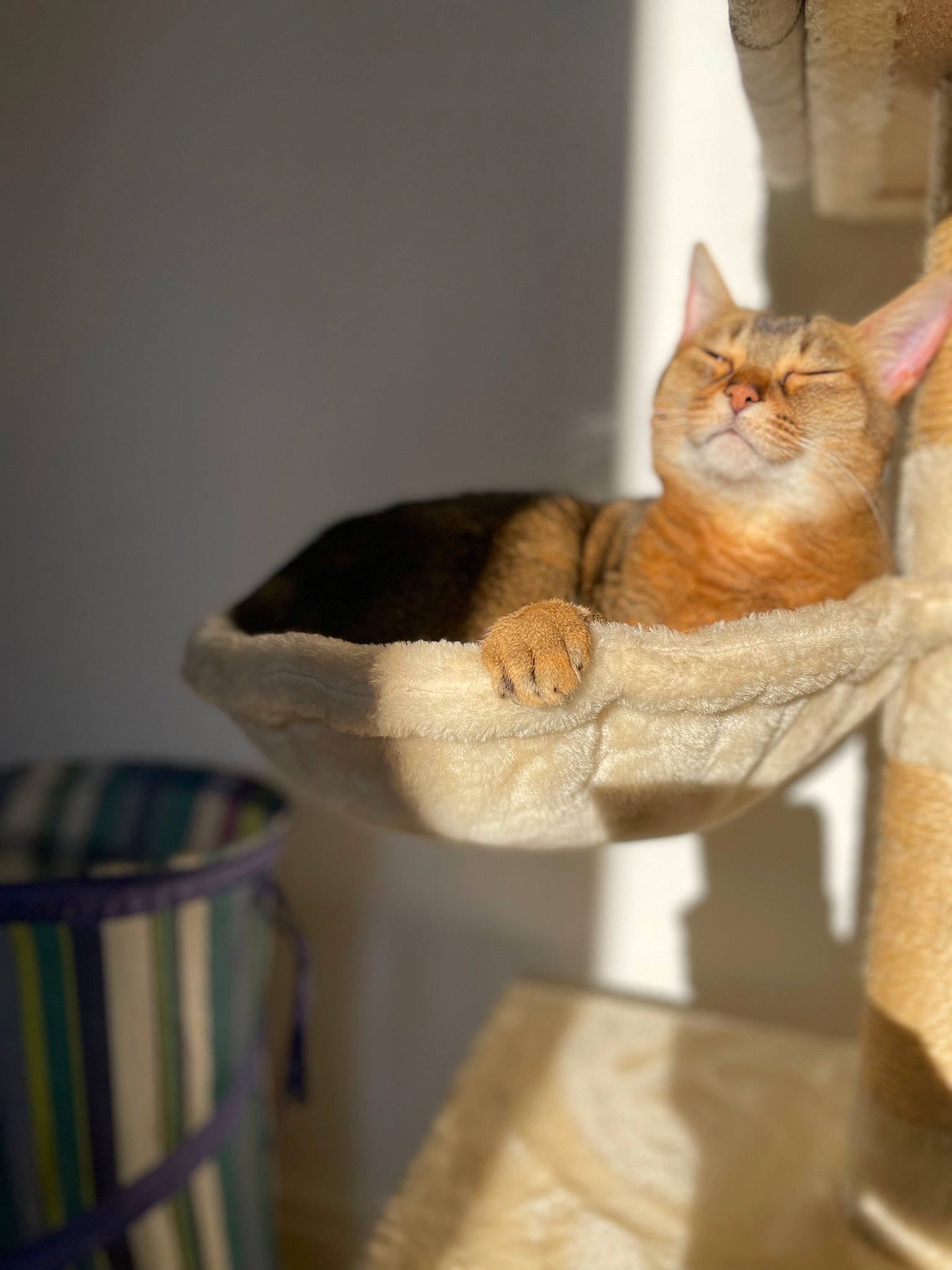 Mistik a rejoint le concours — aidez-le/la à gagner de superbes lots ! carnivore, cat, cat_supply, claw, comfort, domestic_short_haired_cat, fawn, felidae, fur, hardwood, paw, room, small_to_medium_sized_cats, snout, tail, tree, whiskers, window, wood, wool