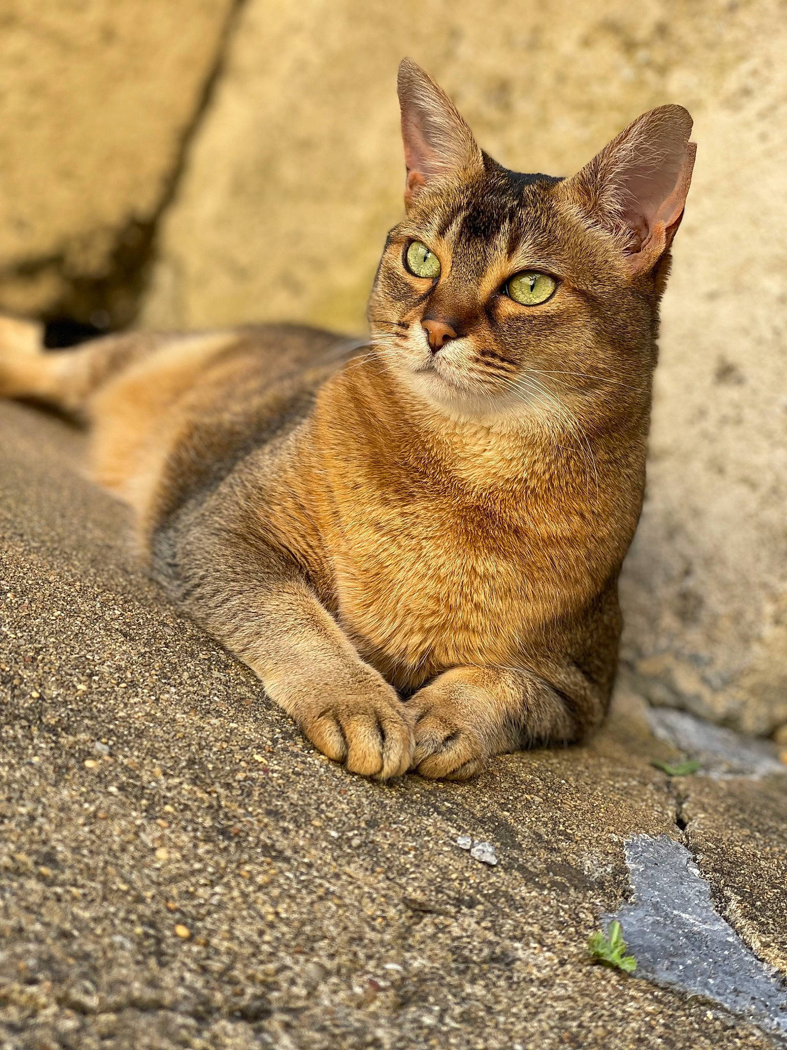 Mistik a rejoint le concours — aidez-le/la à gagner de superbes lots ! carnivore, cat, domestic_short_haired_cat, fawn, felidae, fur, grass, road_surface, sitting, small_to_medium_sized_cats, snout, soil, tail, terrestrial_animal, whiskers, wildlife