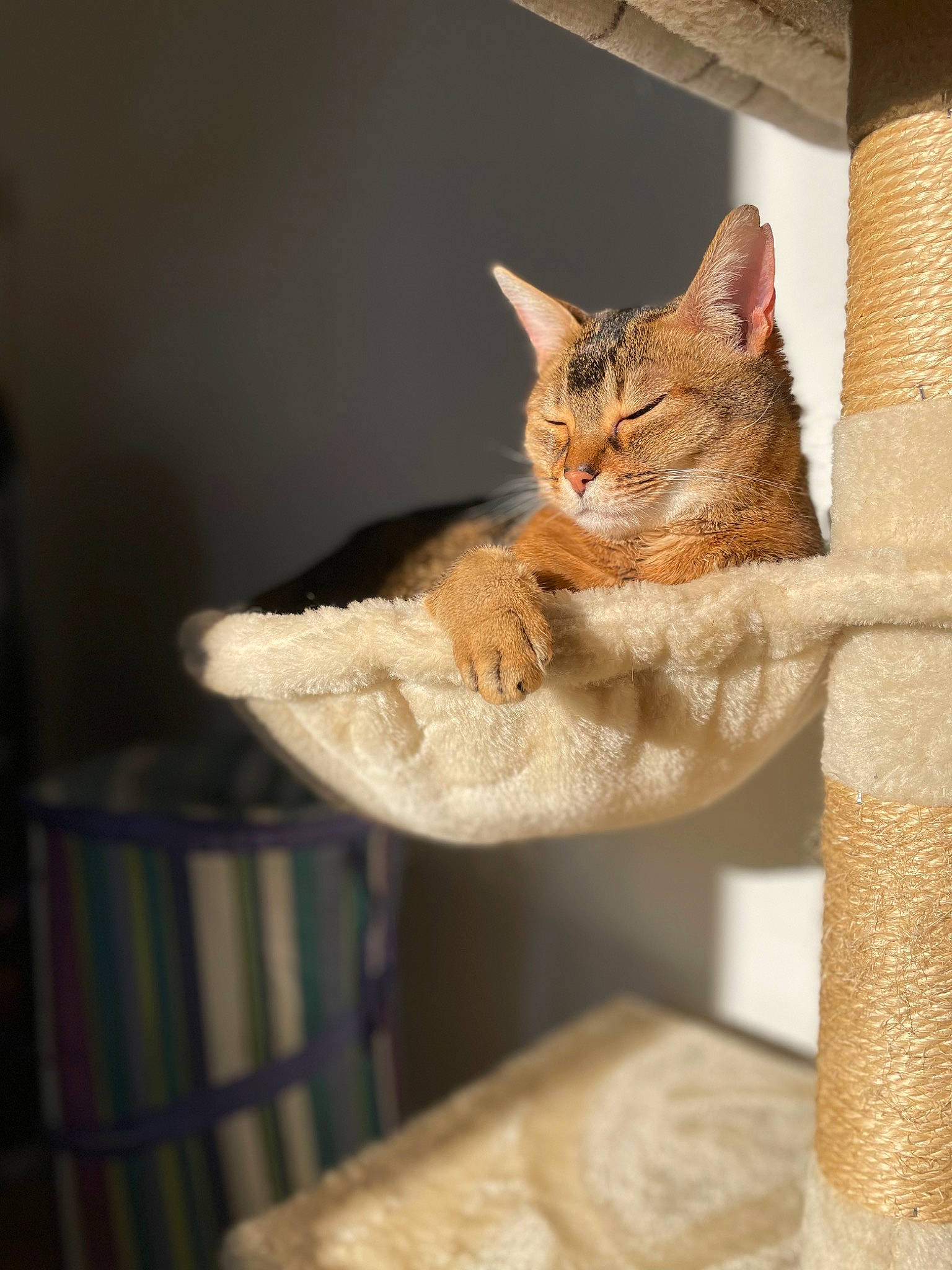 Mistik a rejoint le concours — aidez-le/la à gagner de superbes lots ! carnivore, cat, cat_furniture, cat_supply, chair, claw, domestic_short_haired_cat, fawn, felidae, fur, pet_supply, small_to_medium_sized_cats, snout, tail, terrestrial_animal, tree, trunk, whiskers, wildlife, wood