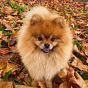 Simba joined the competition — help win amazing prizes! animal, autumn, brown, cute, dog, fall, fluffy, grass, green, happy, leaves, nature, orange, outdoor, pet, pomeranian, portrait, season, small_dog, tongue_out