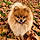Simba
