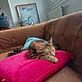 brown_couch, cat, cozy, feline, framed_picture, fur, home_decor, indoor, lamp, living_room, natural_light, pet, pink_pillow, quiet, relaxation, resting, sleeping, soft_texture, tabby_cat, window