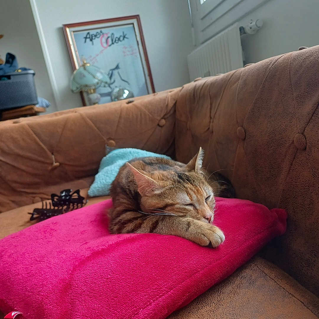 Athéna a rejoint le concours — aidez-le/la à gagner de superbes lots ! brown_couch, cat, cozy, feline, framed_picture, fur, home_decor, indoor, lamp, living_room, natural_light, pet, pink_pillow, quiet, relaxation, resting, sleeping, soft_texture, tabby_cat, window