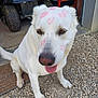 dog, white_dog, outdoor, tongue_out, kiss_marks, lipstick_marks, pet, animal, sitting, close_up, face, cute, friendly, fur, muzzle, brown_eyes, nose, happy, ground, doorway