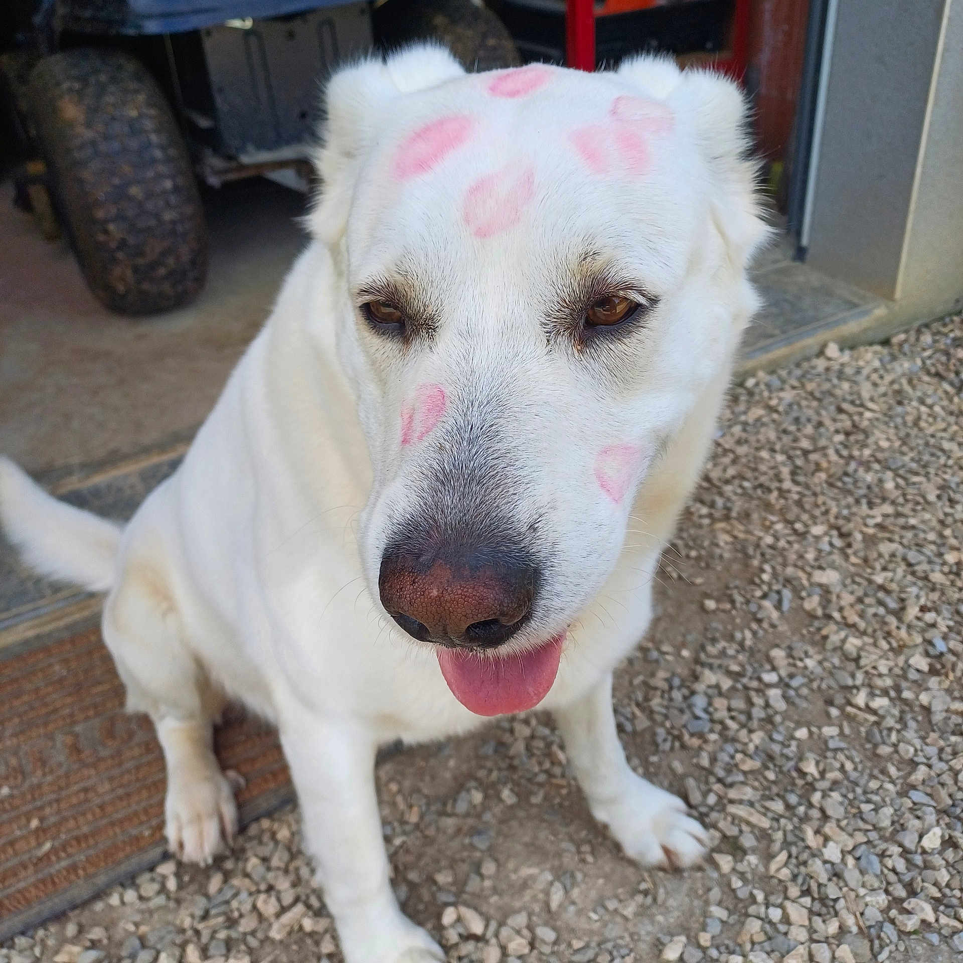 Marley participe au concours pour gagner de l'argent avec cette photo : dog, white_dog, outdoor, tongue_out, kiss_marks, lipstick_marks, pet, animal, sitting, close_up, face, cute, friendly, fur, muzzle, brown_eyes, nose, happy, ground, doorway