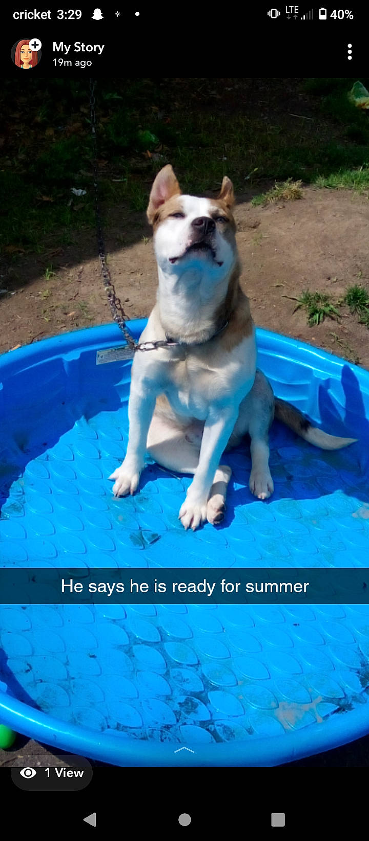 Tiny joined the competition — help win amazing prizes! blue, bulldog, canidae, carnivore, companion_dog, dog, dog_breed, dog_supply, electric_blue, fawn, fun, grass, leisure, plant, recreation, snout, sporting_group, tail, water, working_dog