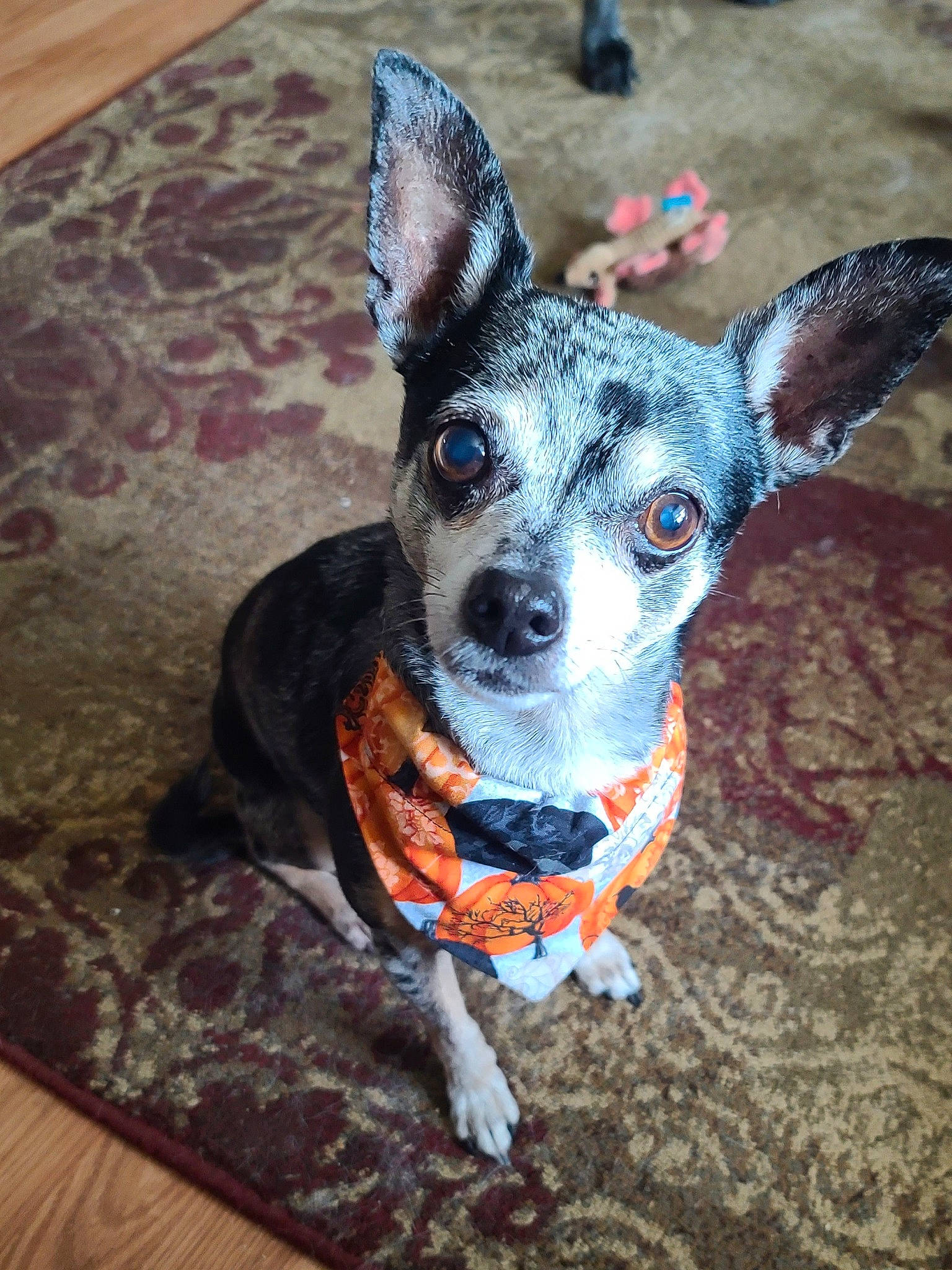 Pippi joined the competition — help win amazing prizes! canidae, carnivore, collar, companion_dog, dog, dog_breed, dog_clothes, dog_collar, dog_supply, fashion_accessory, fawn, flooring, fur, non_sporting_group, pattern, snout, sporting_group, toy_dog, whiskers, working_animal