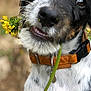 dog, flower, collar, pet, animal, outdoor, closeup, cute, playful, nature, grass, fur, ears, whiskers, snout, muzzle, brown, white, black, portrait