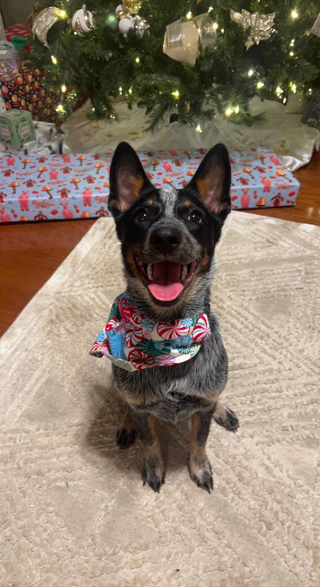 Ivy joined the competition — help win amazing prizes! canidae, carnivore, collar, companion_dog, dog, dog_breed, dog_collar, dog_supply, east_european_shepherd, event, fawn, fur, guard_dog, herding_dog, party_hat, snout, sporting_group, whiskers, working_animal, working_dog