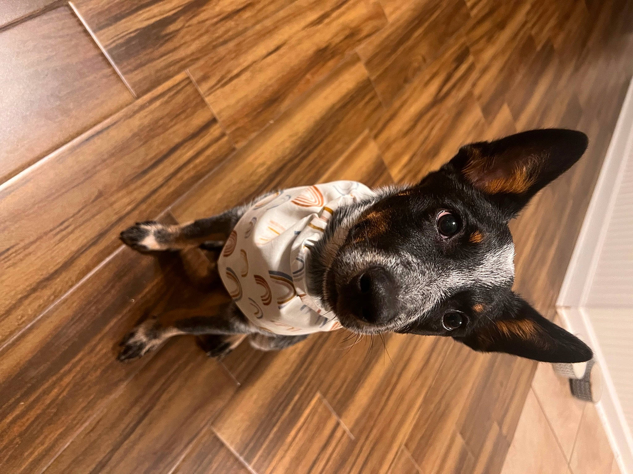 Ivy joined the competition — help win amazing prizes! carnivore, collar, companion_dog, dog, dog_breed, dog_collar, dog_supply, fawn, floor, flooring, hardwood, laminate_flooring, pet_supply, plank, snout, varnish, whiskers, wood, wood_stain, working_animal