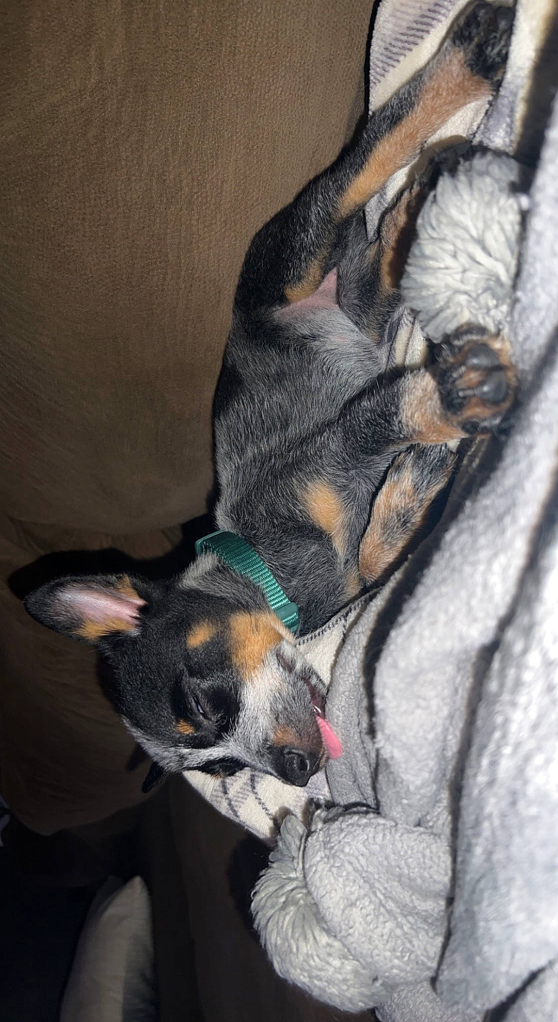 Ivy is registered to the contest to win money with this photo: camouflage, canidae, carnivore, collar, comfort, companion_dog, dobermann, dog, dog_breed, dog_supply, ear, fawn, felidae, fur, grey, paw, snout, tail, toy_dog, whiskers