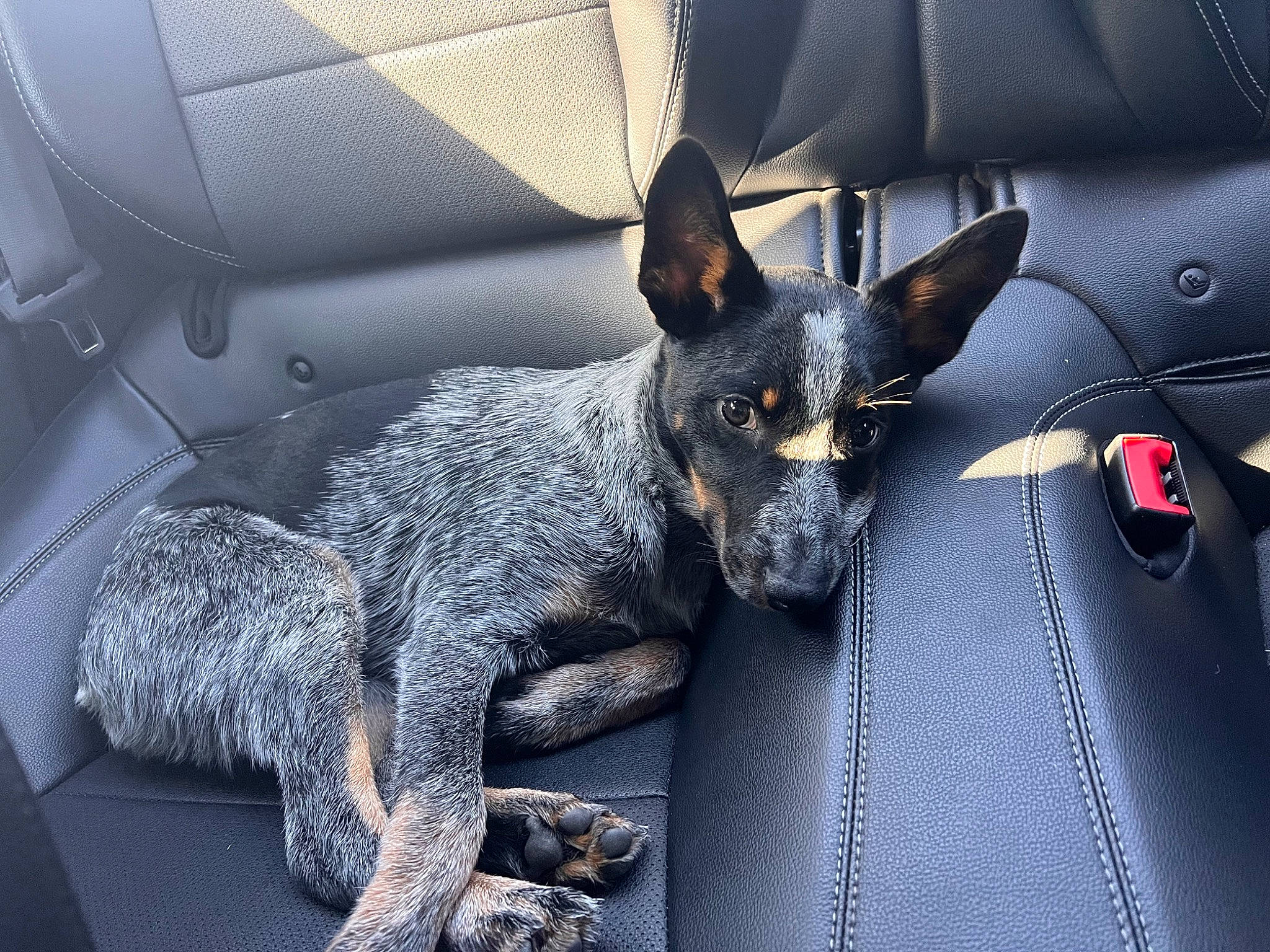 Ivy is registered to the contest to win money with this photo: auto_part, automotive_tire, canidae, carnivore, comfort, companion_dog, dog, dog_breed, fur, grey, snout, sporting_group, toy_dog, vehicle_door, whiskers, working_animal, working_dog