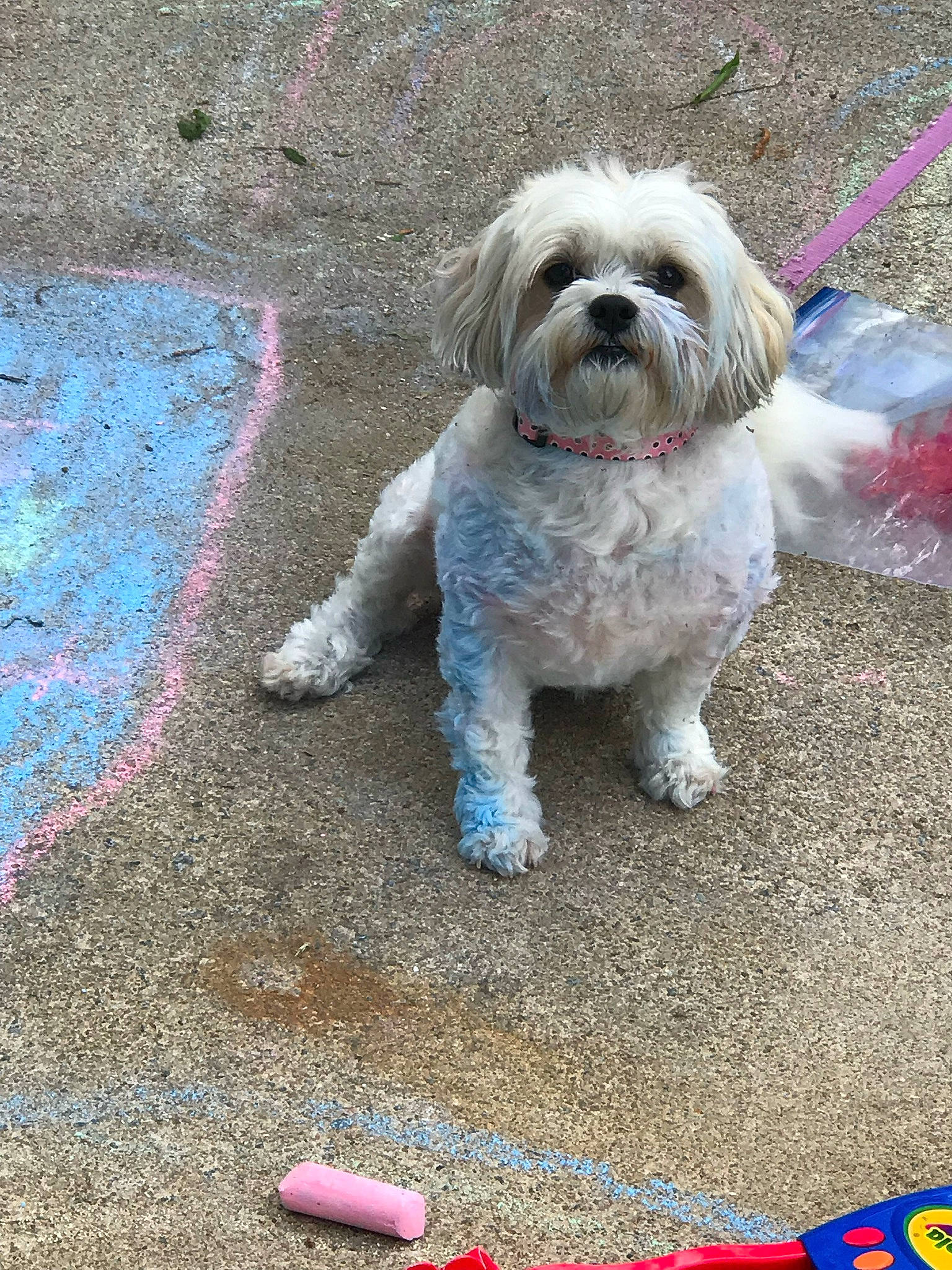 Lucy joined the competition — help win amazing prizes! asphalt, canidae, carnivore, companion_dog, dog, dog_breed, dog_collar, dog_supply, fur, grass, road_surface, shih_tzu, sidewalk, small_terrier, snout, sporting_group, tail, terrier, toy_dog, working_animal