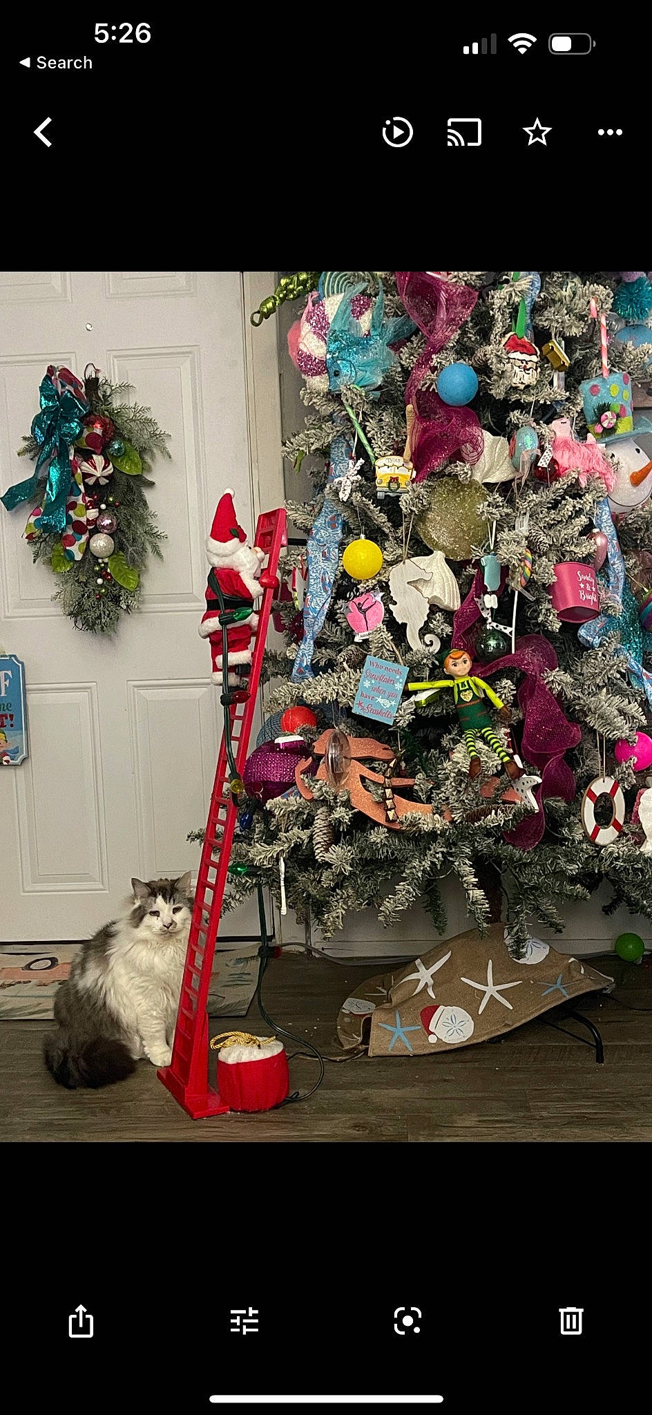 Duke is registered to the contest to win money with this photo: branch, carnivore, cat, christmas, christmas_decoration, christmas_ornament, christmas_tree, event, felidae, holiday, holiday_ornament, lighting, ornament, plant, small_to_medium_sized_cats, tree, whiskers, white, wood, woody_plant