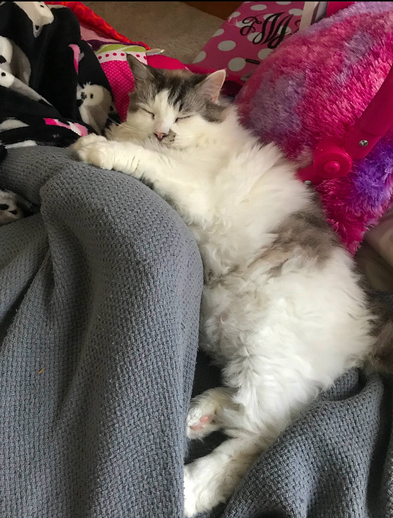 Duke is registered to the contest to win money with this photo: carnivore, cat, claw, comfort, felidae, fur, lap, magenta, nap, paw, ragdoll, small_to_medium_sized_cats, tail, whiskers