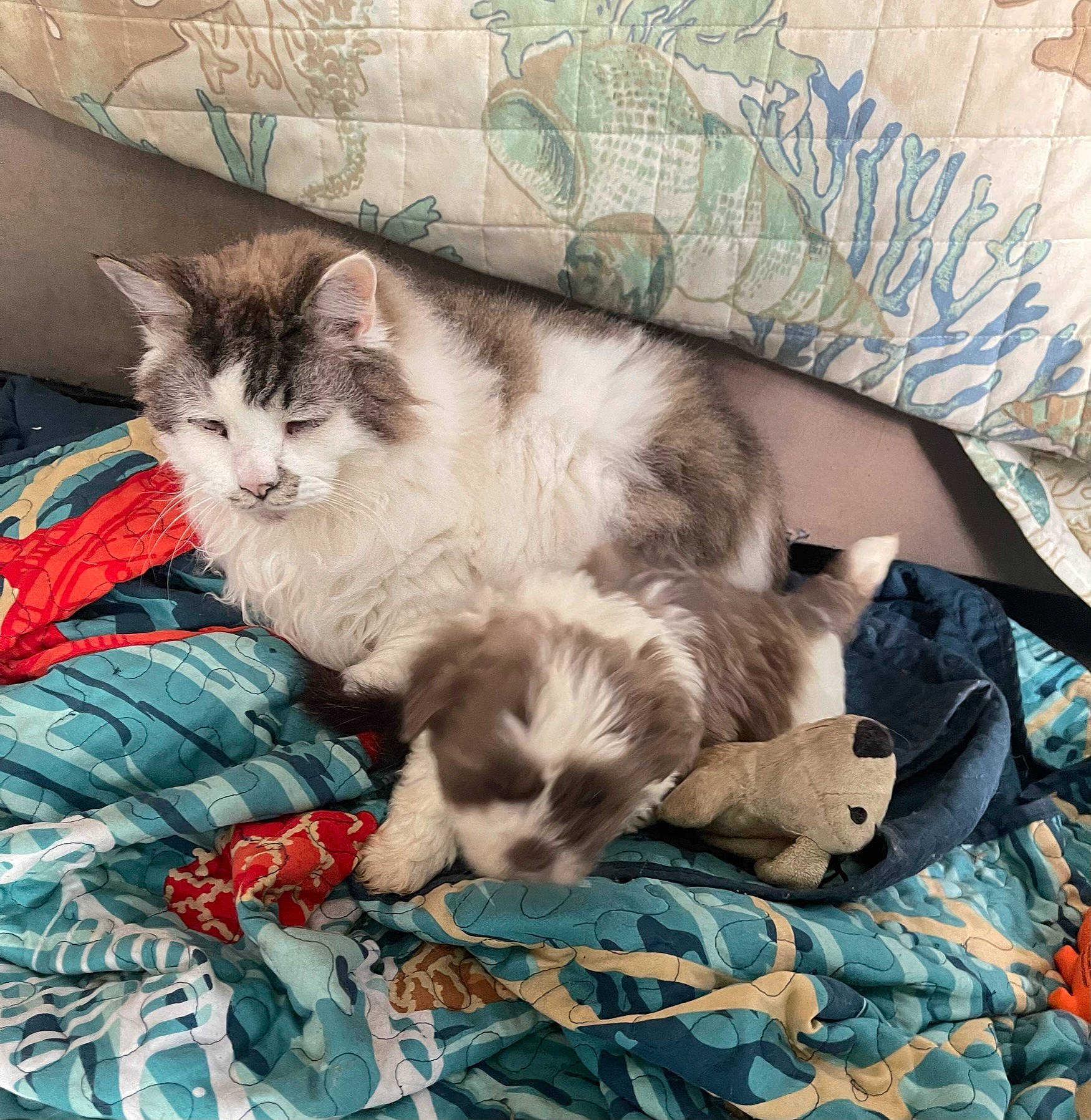 Duke joined the competition — help win amazing prizes! carnivore, cat, comfort, domestic_short_haired_cat, fawn, felidae, fur, grey, linens, nap, paw, plant, small_to_medium_sized_cats, tail, vehicle, whiskers