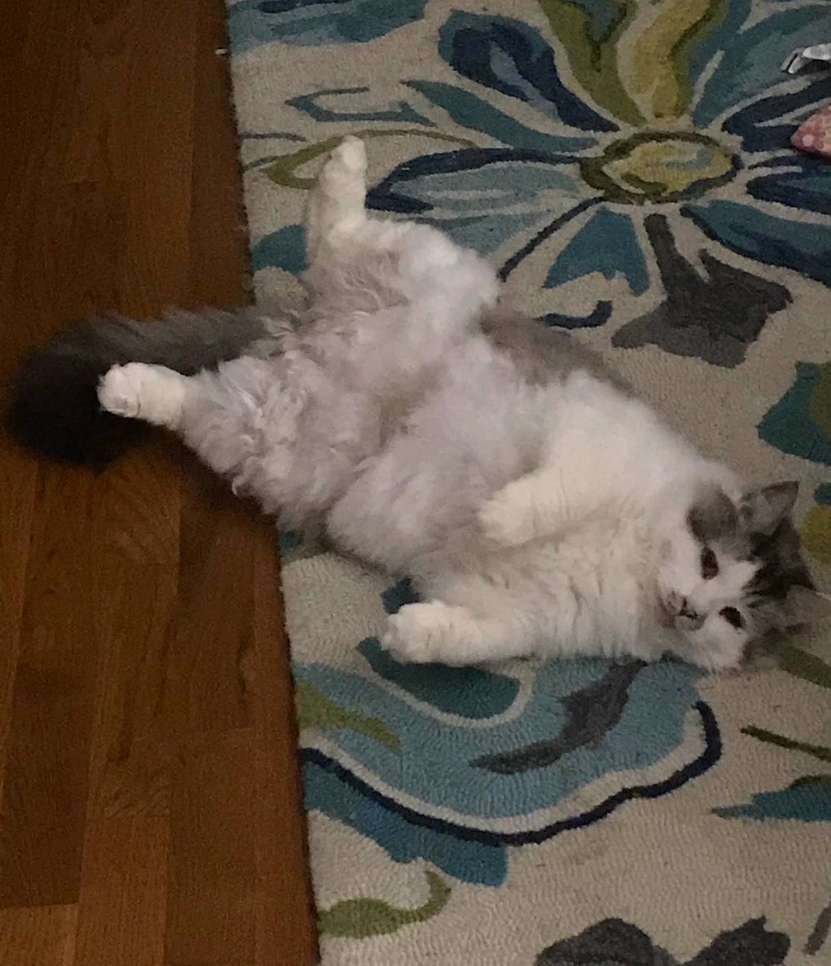 Duke joined the competition — help win amazing prizes! carnivore, cat, claw, comfort, domestic_short_haired_cat, fawn, felidae, flooring, fur, hardwood, paw, small_to_medium_sized_cats, tail, whiskers, wood