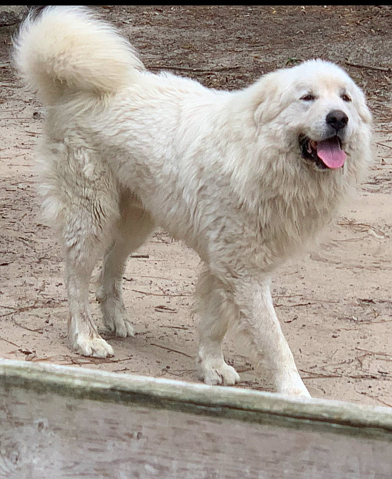 Alaska joined the competition — help win amazing prizes! ancient_dog_breeds, canidae, carnivore, companion_dog, dog, dog_breed, fur, giant_dog_breed, great_pyrenees, non_sporting_group, polish_tatra_sheepdog, snout, sporting_group, terrestrial_animal, water, windscreen_wiper, working_animal, working_dog