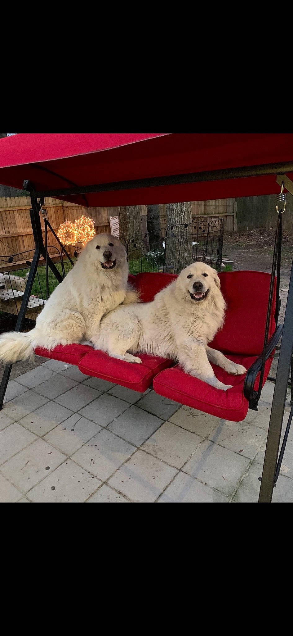 Alaska joined the competition — help win amazing prizes! ancient_dog_breeds, canidae, carnivore, chair, companion_dog, dog, dog_breed, dog_supply, fur, giant_dog_breed, great_pyrenees, livestock_guardian_dog, outdoor_furniture, outdoor_table, paw, shade, sporting_group, toy_dog, working_animal, working_dog