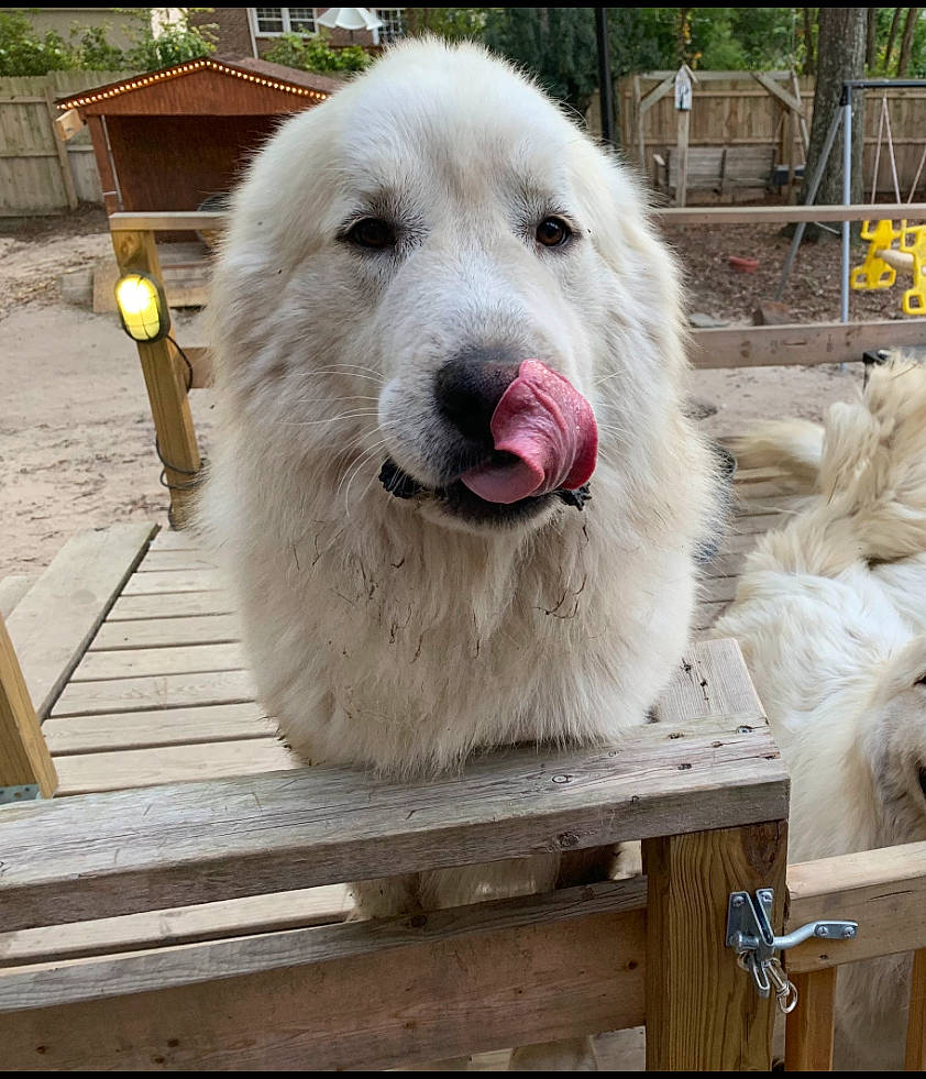 Alaska is registered to the contest to win money with this photo: ancient_dog_breeds, canidae, carnivore, companion_dog, dog, dog_breed, fang, fur, great_pyrenees, pet_supply, plank, plant, sporting_group, wood, working_animal, working_dog
